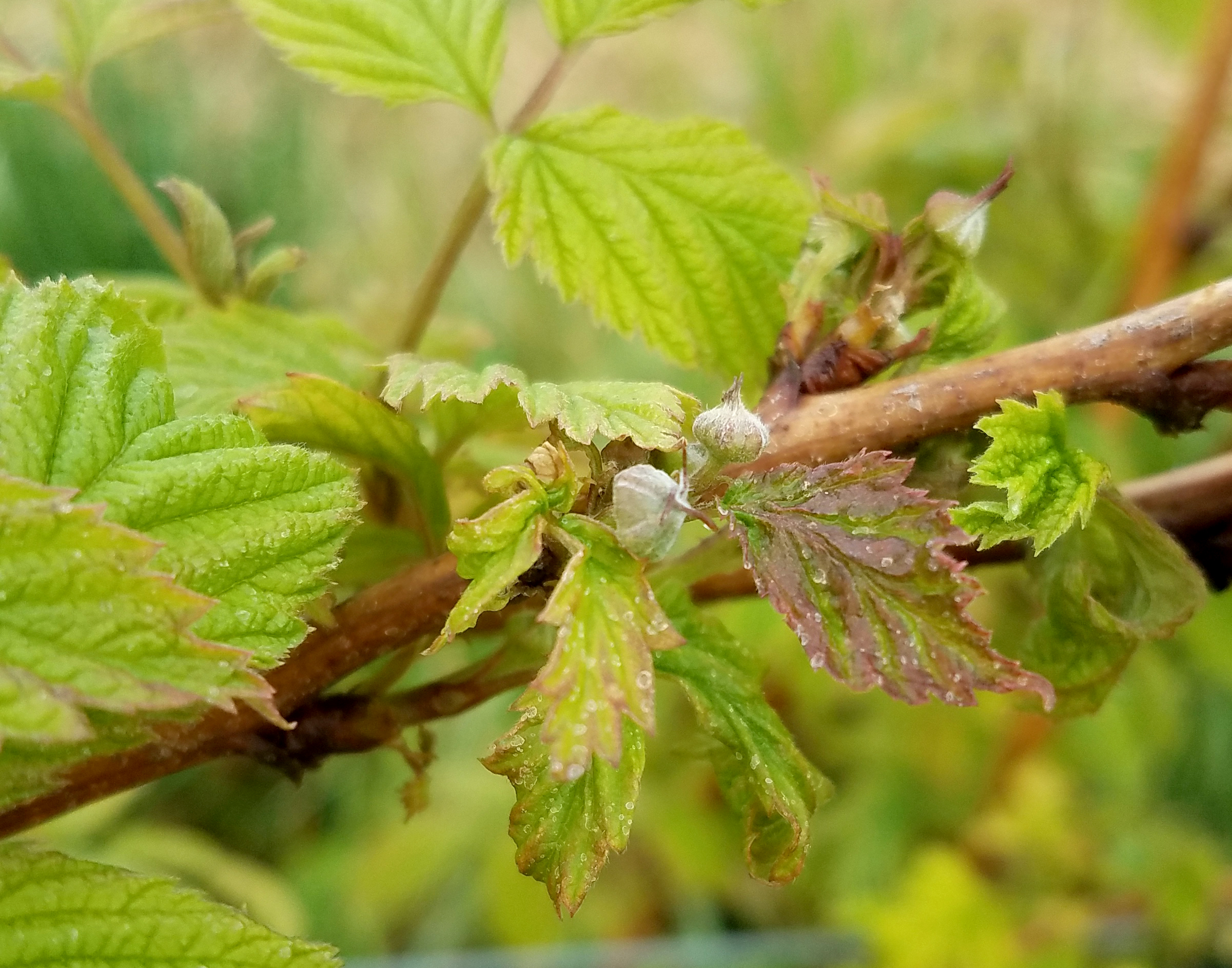 Bramble shoots